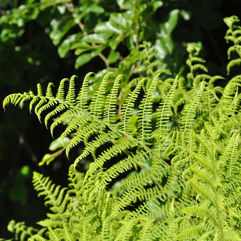 Artikelbild 2 des Artikels “Frauenfarn “