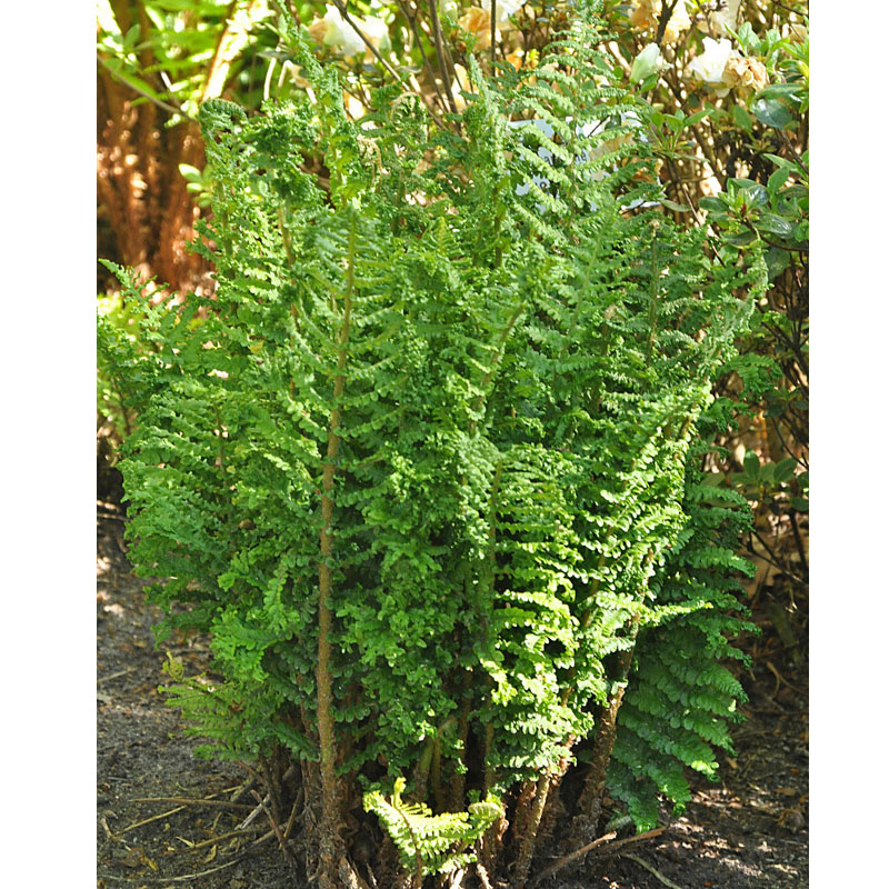 Artikelbild 2 des Artikels “Königs-Goldschuppen-Farn “