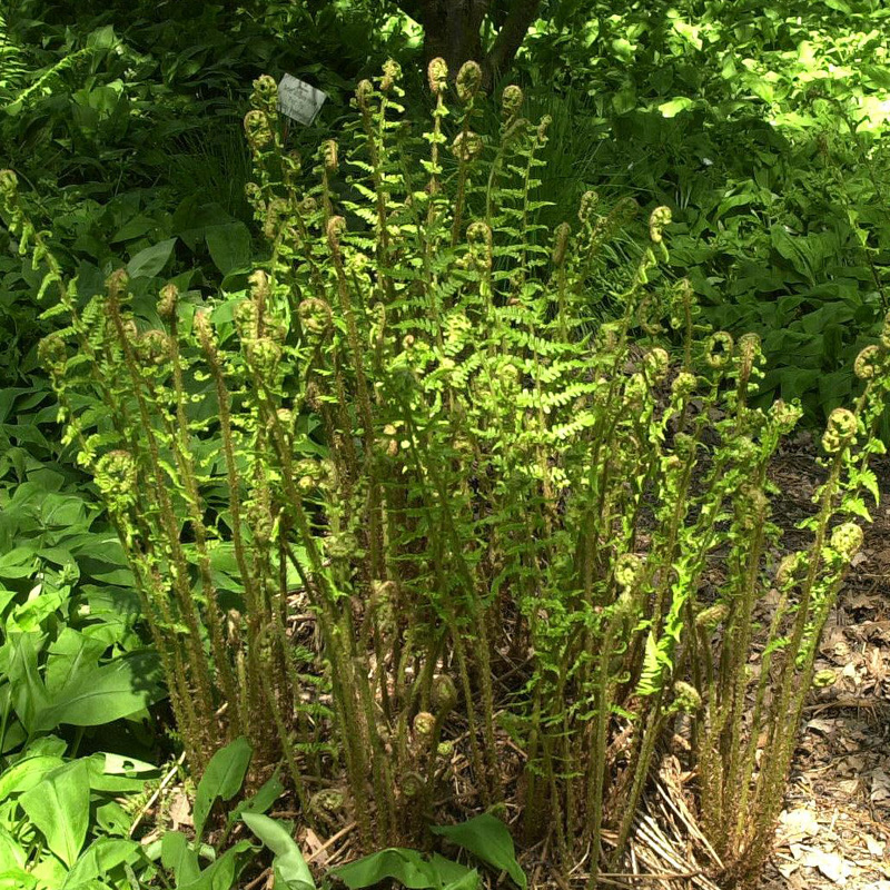 Artikelbild 2 des Artikels “Wurmfarn “