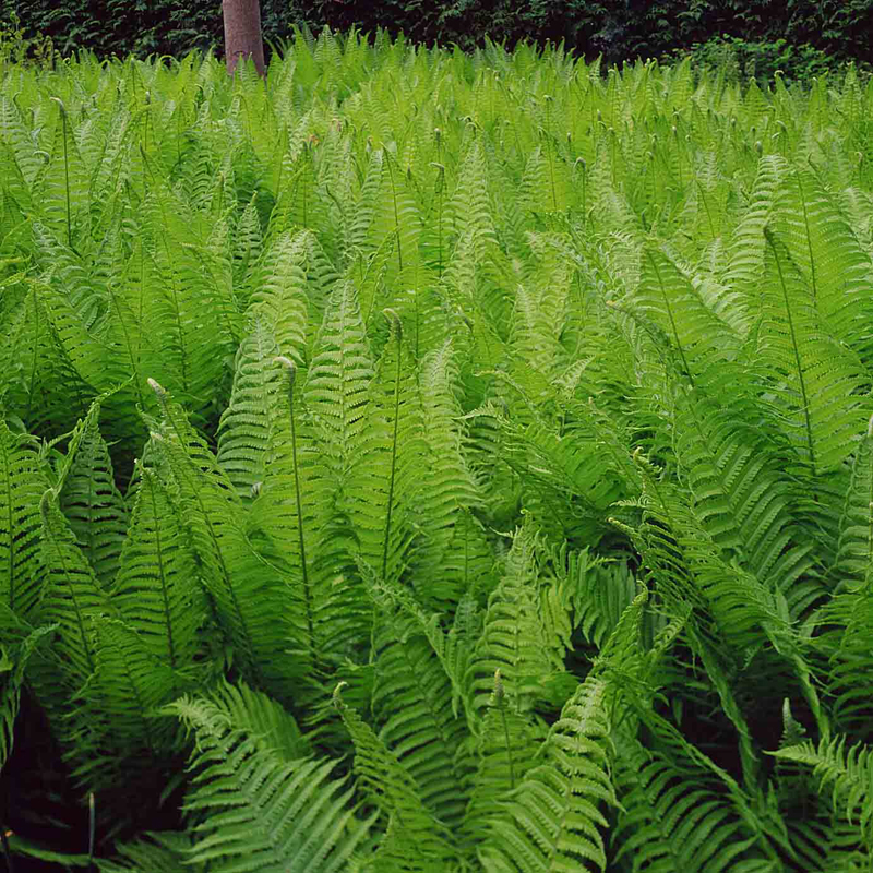 Artikelbild 2 des Artikels “Straußfarn, Trichterfarn “