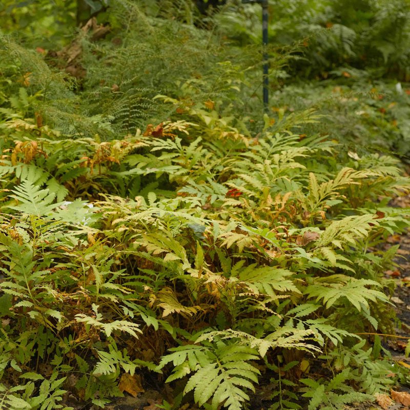 Artikelbild 2 des Artikels “Perlfarn “