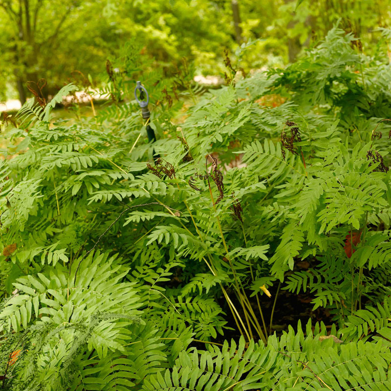 Artikelbild 2 des Artikels “Königsfarn, Wildform “