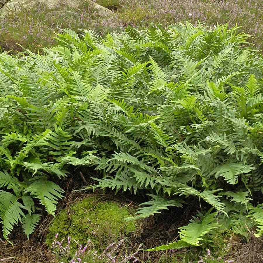 Artikelbild 2 des Artikels “Tüpfelfarn “