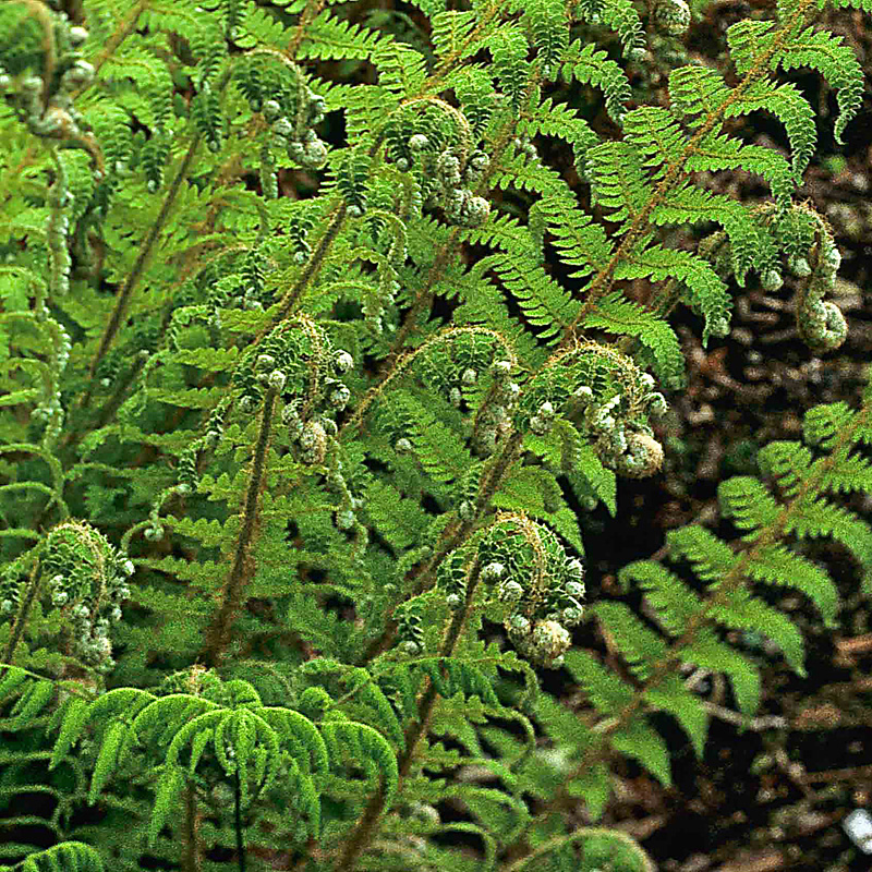 Artikelbild 2 des Artikels “Filigranfarn “