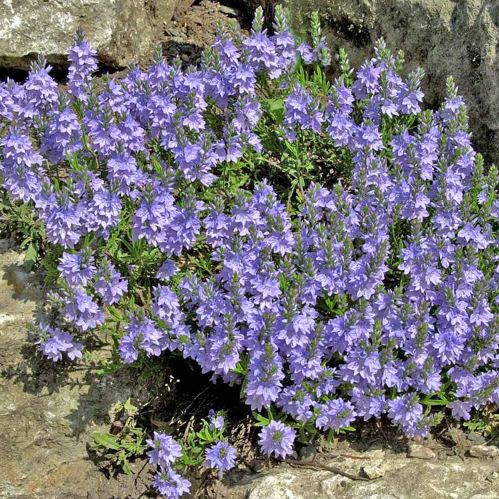 Artikelbild 2 des Artikels “Niederliegender Ehrenpreis “
