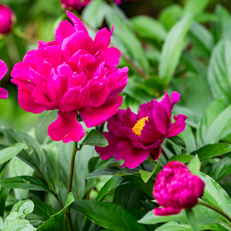 Artikelbild 2 des Artikels “Pfingstrose, rot “