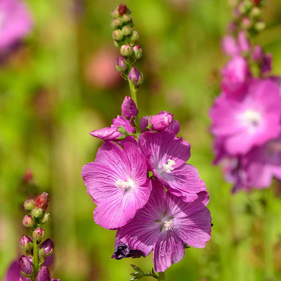 Artikelbild 2 des Artikels “Präriemalve “