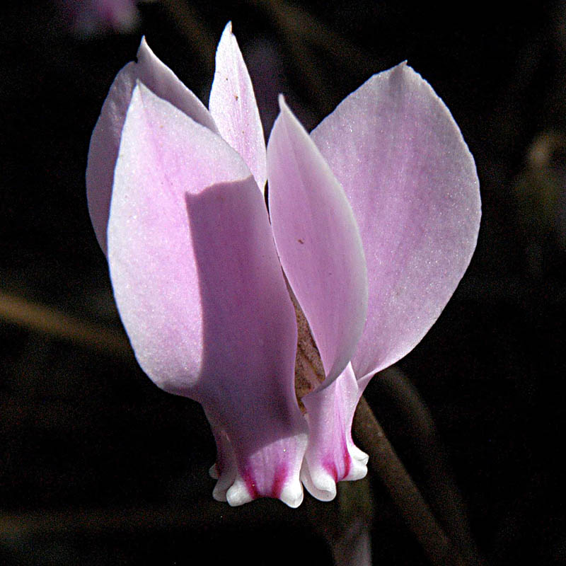 Artikelbild 2 des Artikels “Mini-Alpenveilchen, rosa “