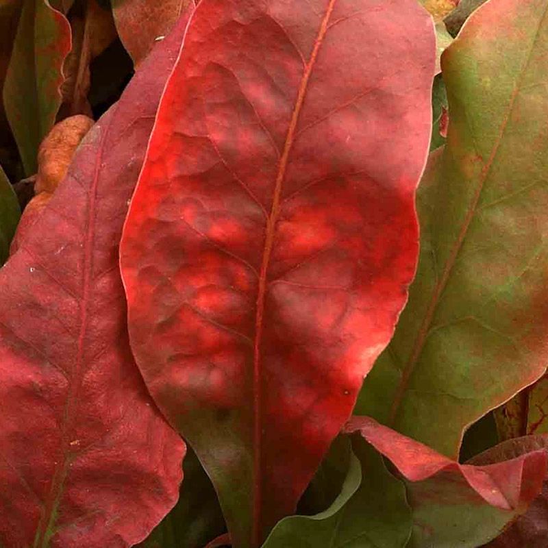 Artikelbild 2 des Artikels “Strandflieder, violett “