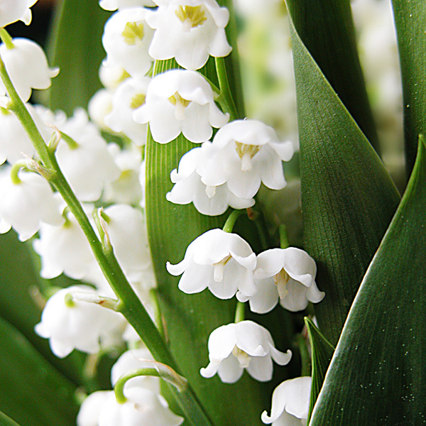 Artikelbild 2 des Artikels “Maiglöckchen “