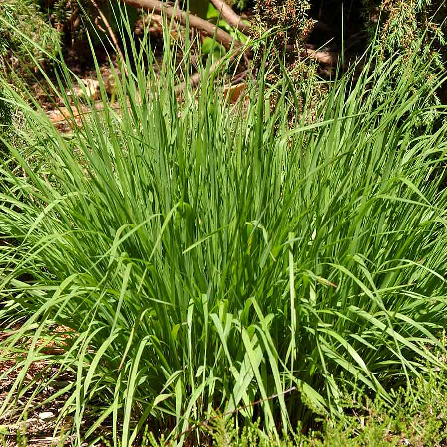 Artikelbild 2 des Artikels “Pfeifengras, schwarzbraun “