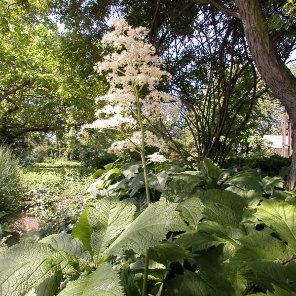 Artikelbild 2 des Artikels “Schaublatt “