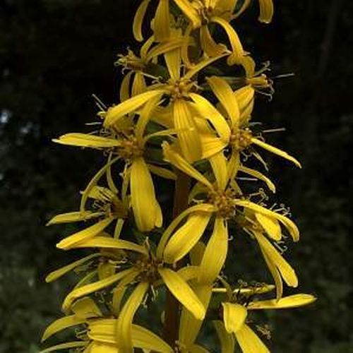 Artikelbild 2 des Artikels “Kerzen-Kreuzkraut “