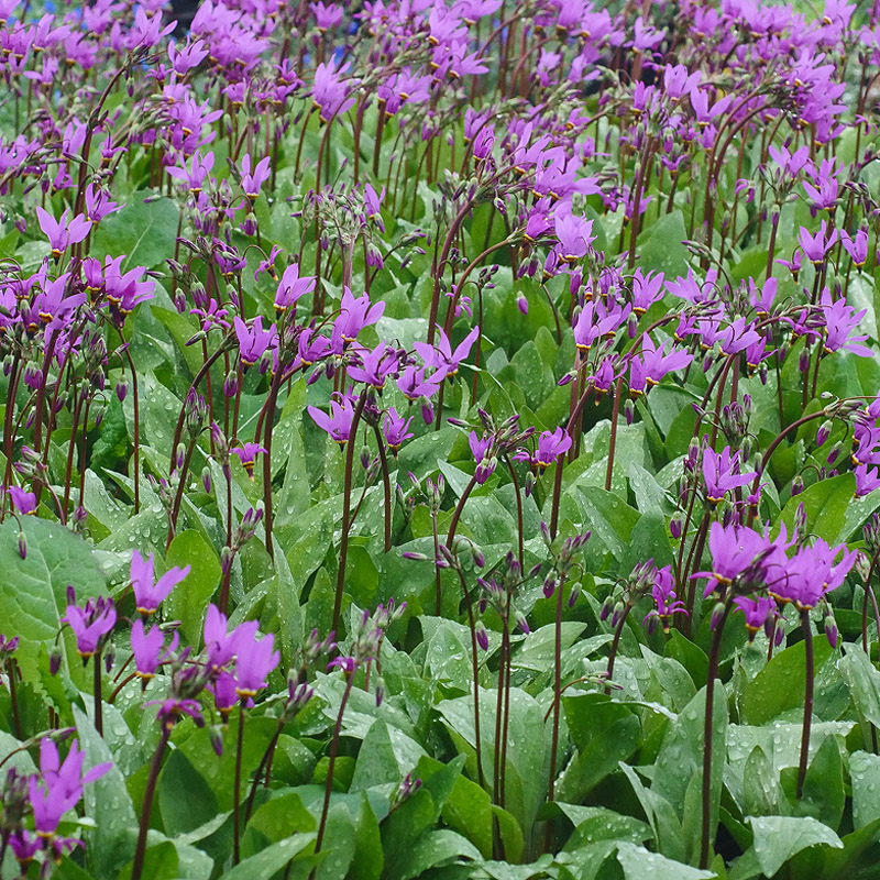Artikelbild 2 des Artikels “Götterblume “