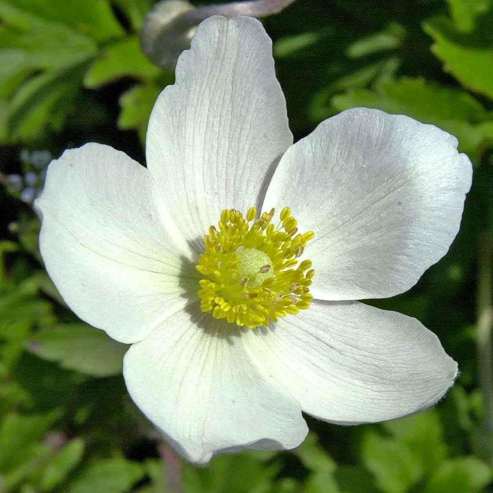 Artikelbild 2 des Artikels “Wald-Anemone “