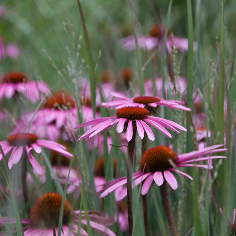 Artikelbild 2 des Artikels “Sonnenhut, purpurrot “