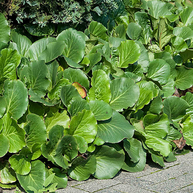 Artikelbild 2 des Artikels “Bergenie, rot “