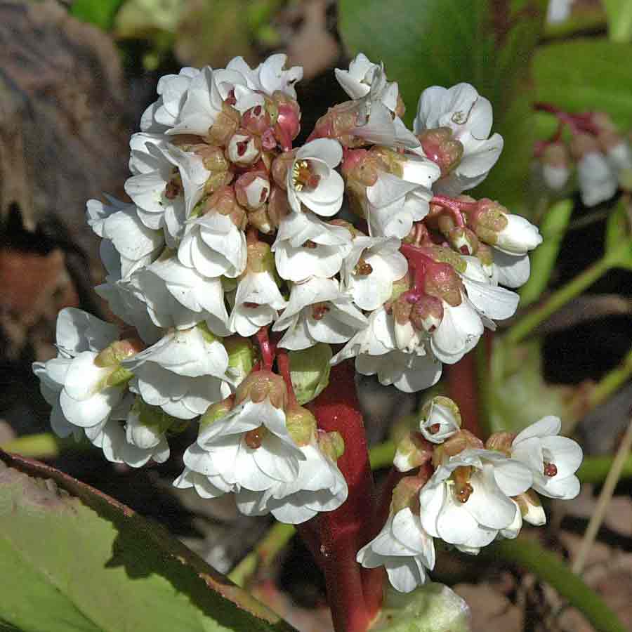 Artikelbild 2 des Artikels “Bergenie, weiß “
