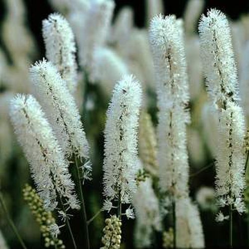 Artikelbild 2 des Artikels “Silberkerze “