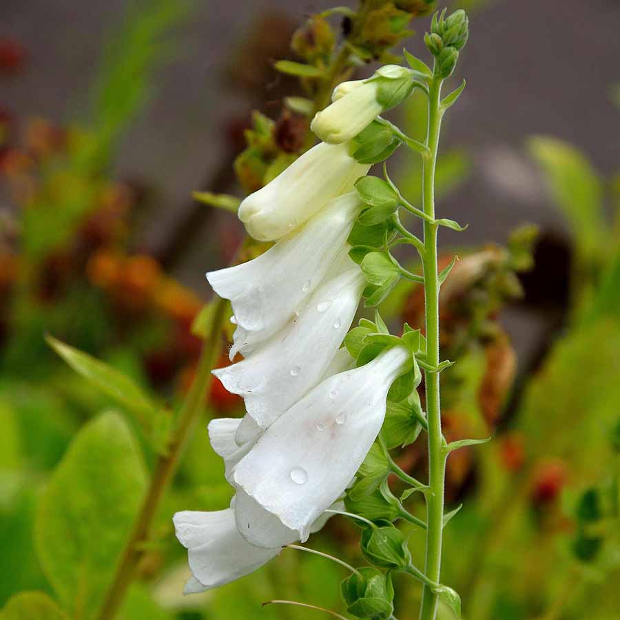 Artikelbild 2 des Artikels “Fingerhut, weiß “