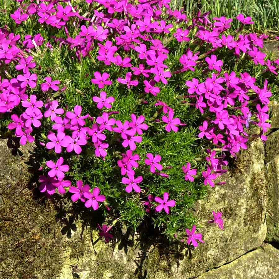 Artikelbild 2 des Artikels “Teppich-Phlox, karminrot “