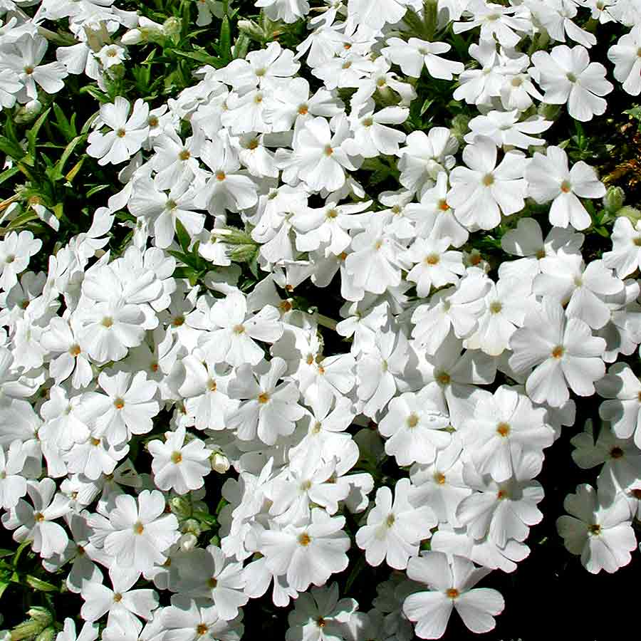 Artikelbild 2 des Artikels “Teppich-Phlox, weiß “