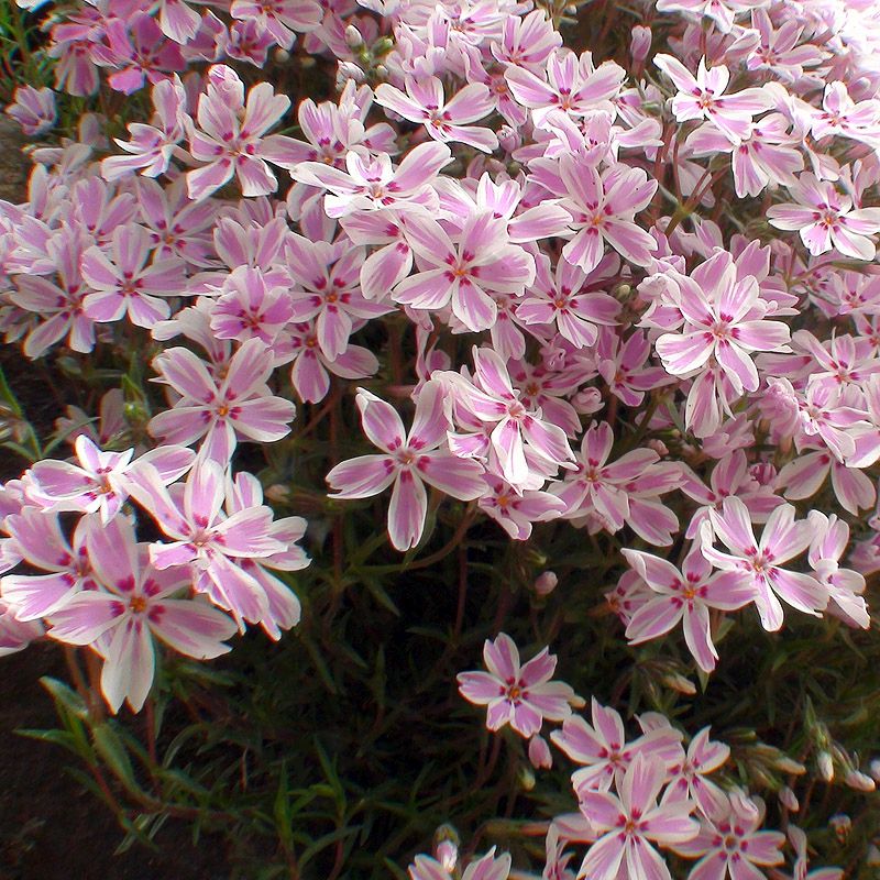 Artikelbild 2 des Artikels “Teppich-Phlox, rosa-weiß “