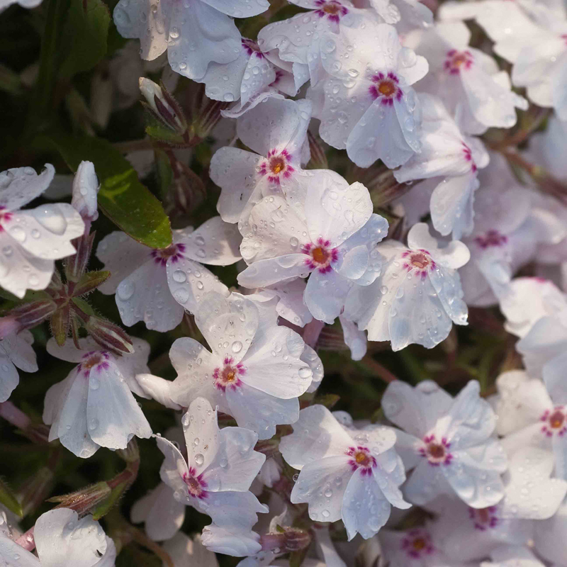 Artikelbild 2 des Artikels “Teppich-Phlox, weiß-rot “