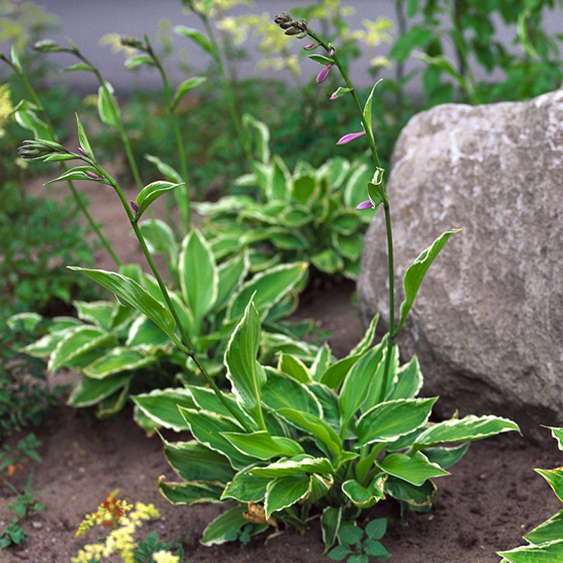 Artikelbild 2 des Artikels “Weißblatt-Funkie “