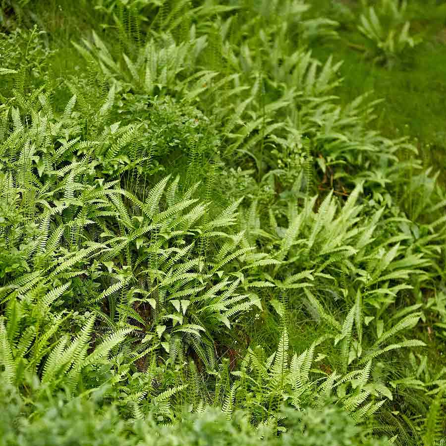 Artikelbild 2 des Artikels “Rippenfarn “