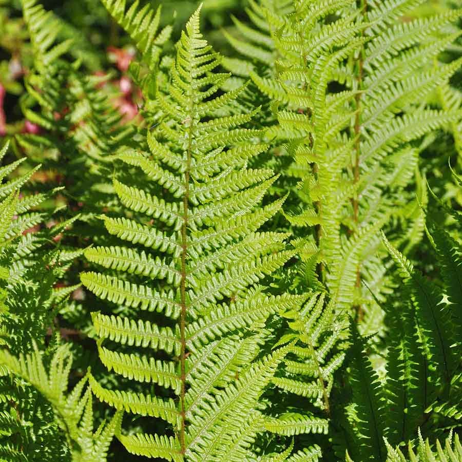 Artikelbild 2 des Artikels “Goldschuppenfarn “