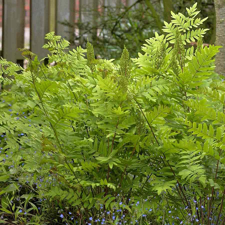 Artikelbild 2 des Artikels “Königsfarn, rot “