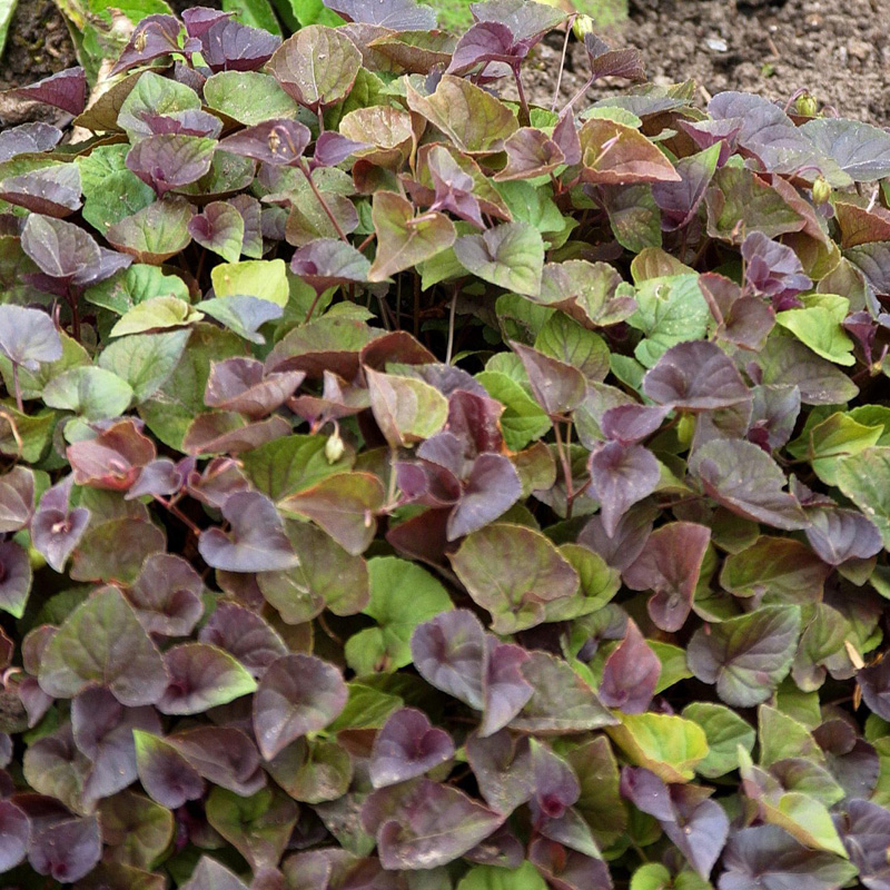 Artikelbild 2 des Artikels “Purpur-Veilchen “