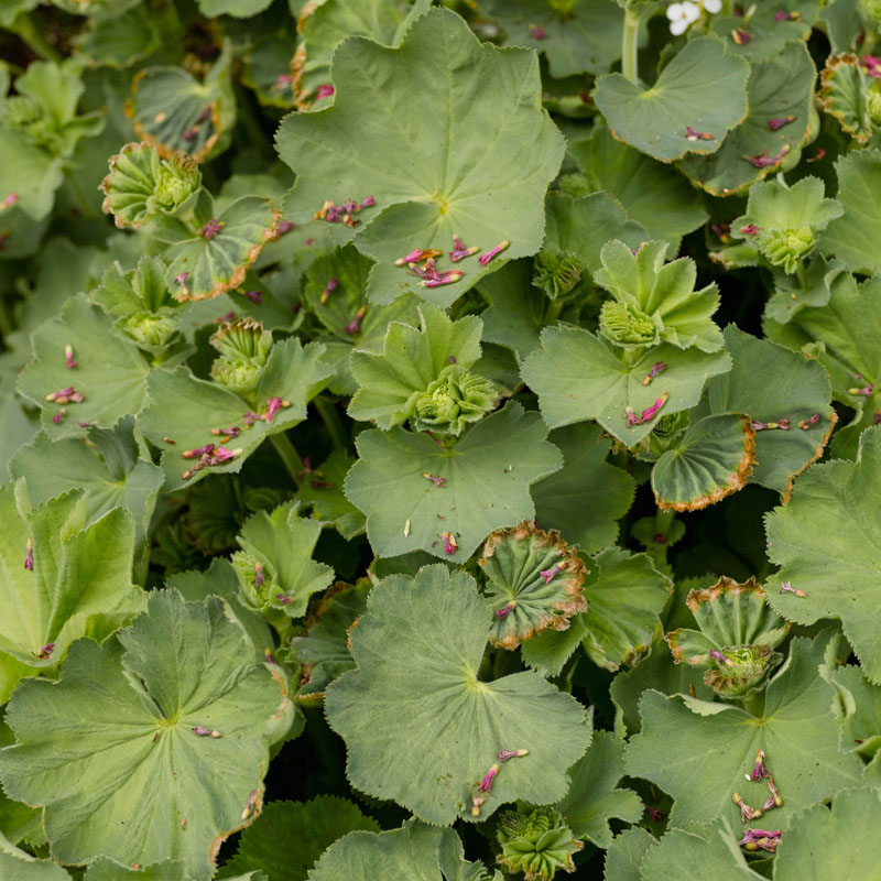 Artikelbild 2 des Artikels “Frauenmantel “