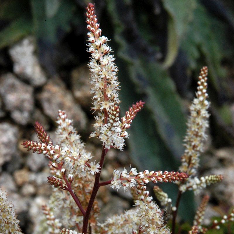 Artikelbild 2 des Artikels “Zwerg-Geißbart “