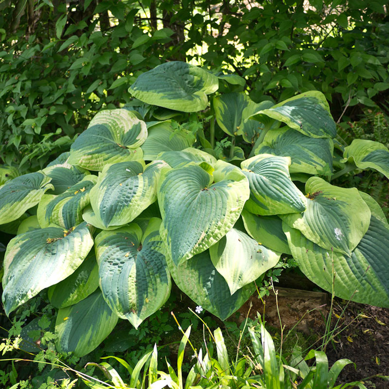 Artikelbild 2 des Artikels “Blaue Gelbrand-Funkie “