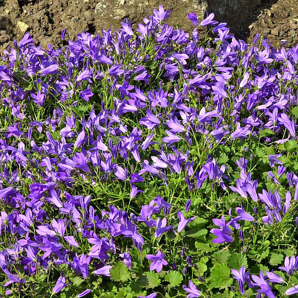 Artikelbild 2 des Artikels “Dalmatiner-Glockenblume “