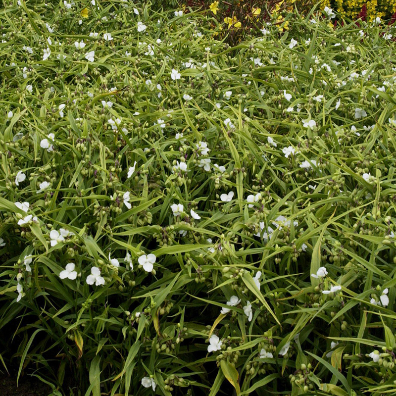 Artikelbild 2 des Artikels “Dreimasterblume, weiß “