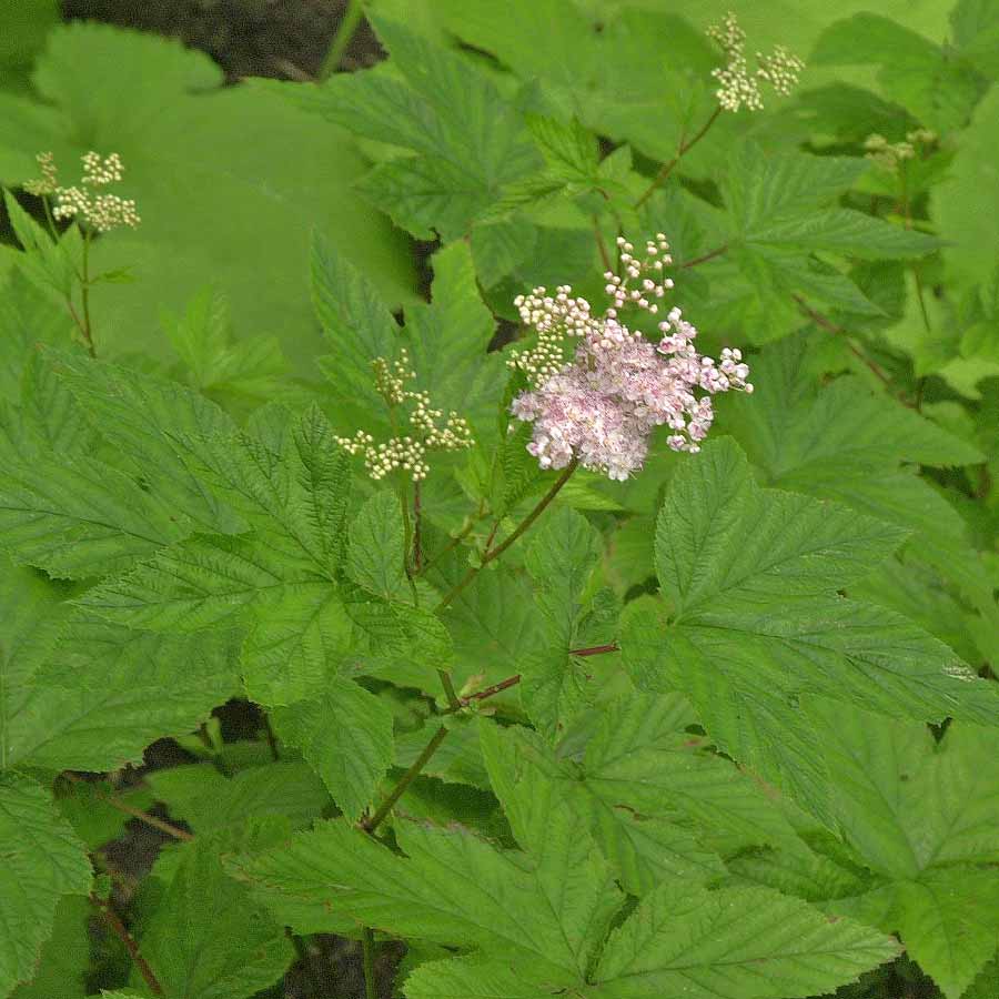Artikelbild 2 des Artikels “Mädesüß, purpur “