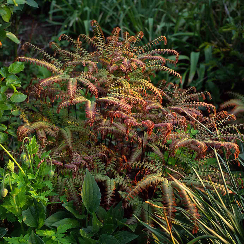 Artikelbild 2 des Artikels “Hufeisen-Farn “