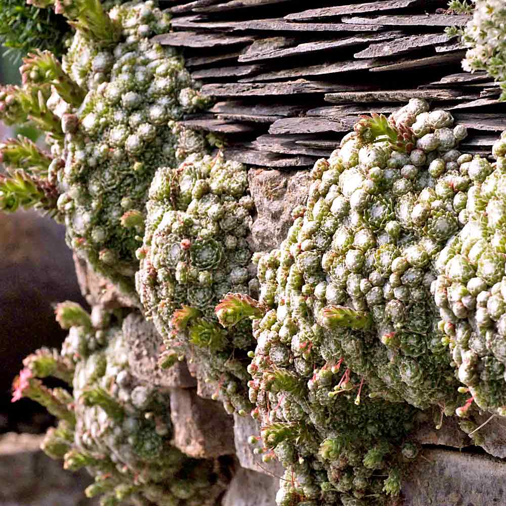 Artikelbild 2 des Artikels “Spinnweben-Hauswurz “