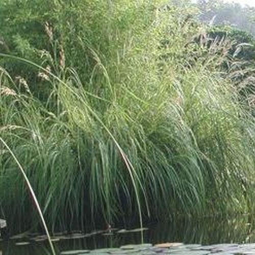 Artikelbild 2 des Artikels “Goldbandleistengras “