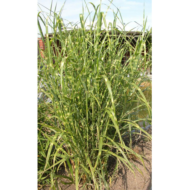 Artikelbild 2 des Artikels “Zebra-Chinaschilf “