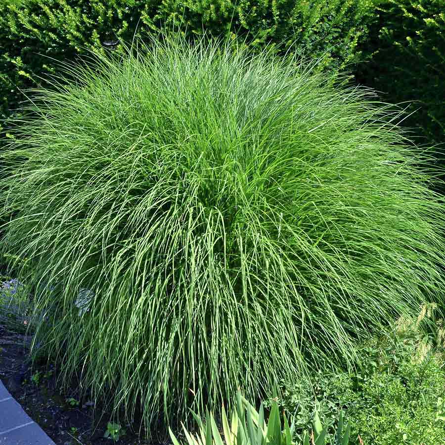 Artikelbild 2 des Artikels “Chinaschilf, weiß “