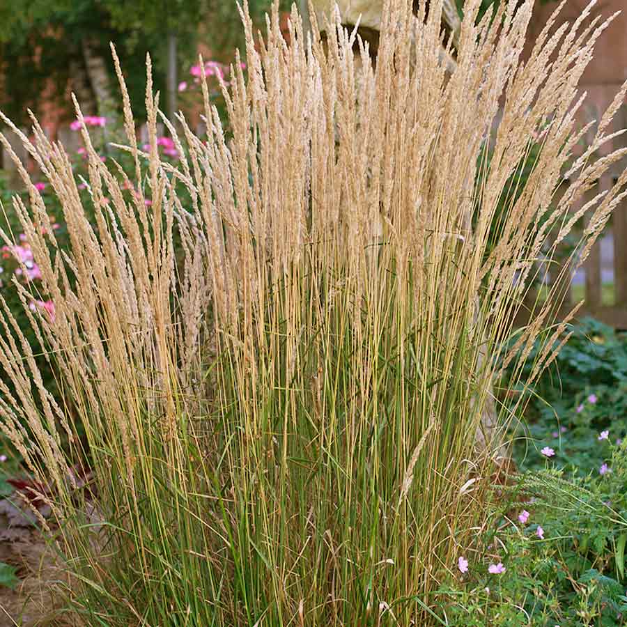 Artikelbild 2 des Artikels “Reitgras “