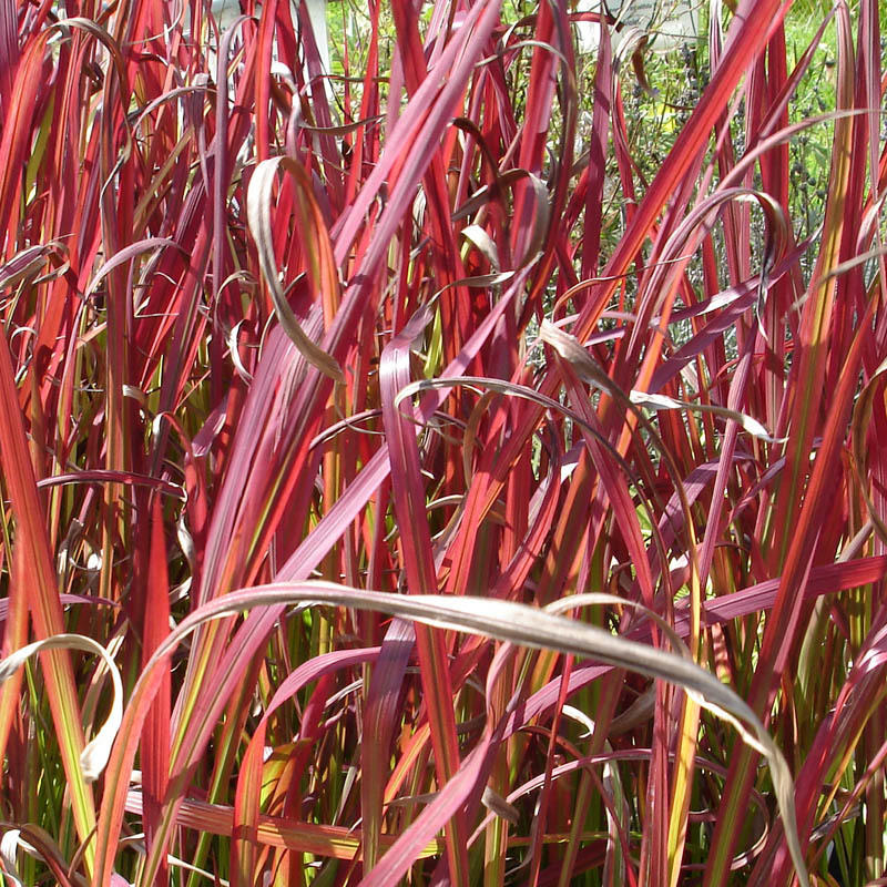 Artikelbild 2 des Artikels “Japanisches Blutgras “