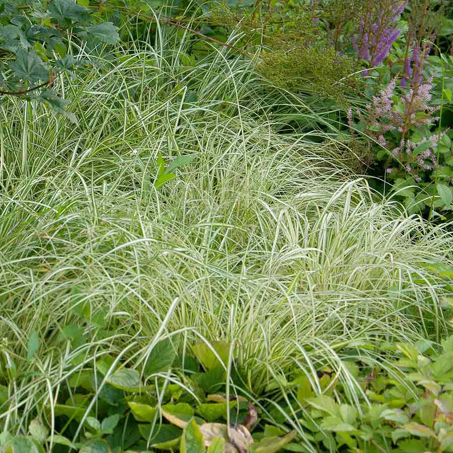 Artikelbild 2 des Artikels “Gold-Japan-Segge “