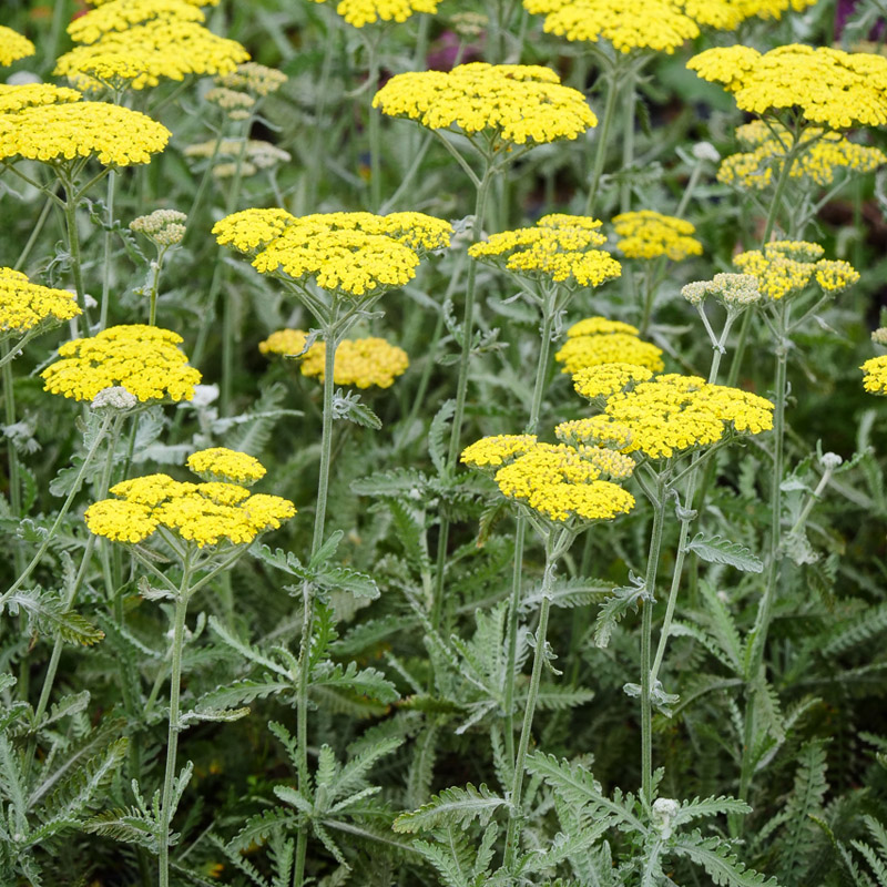 Artikelbild 2 des Artikels “Schafgarbe, hellgelb “