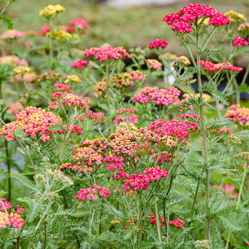 Artikelbild 2 des Artikels “Schafgarbe, ziegelrot “