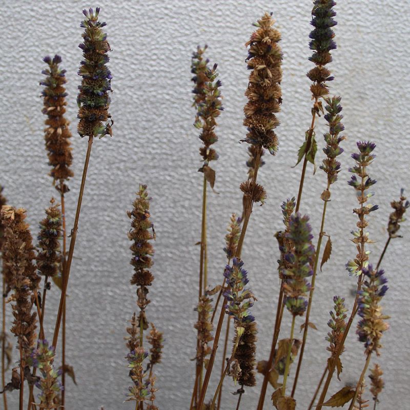 Artikelbild 2 des Artikels “Duftnessel, lila “